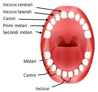 nomenclatura denti