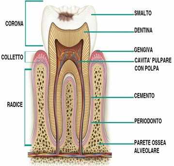 Com'è fatto il dente