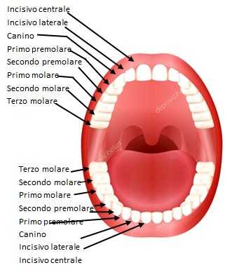 Tipologia di denti