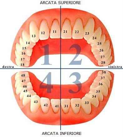 numerazione dei denti dentista roma 