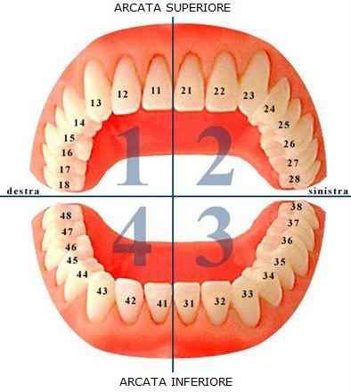numerazione dei denti dentista roma